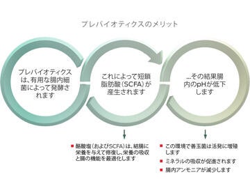 栄養科学 - 消化器の健康促進 - プレバイオティクス | Purina Institute